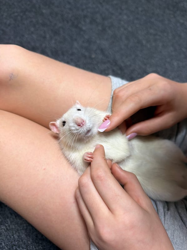 Person holds white rat in lap in Dubovaya