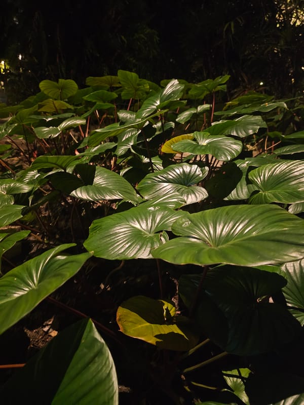 Nighttime resort grounds in Sakhu, pools and tropical gardens