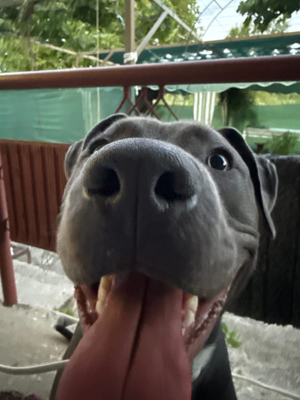 Stuffed peppers and a pit bull, quiet evening at home in Bulgaria