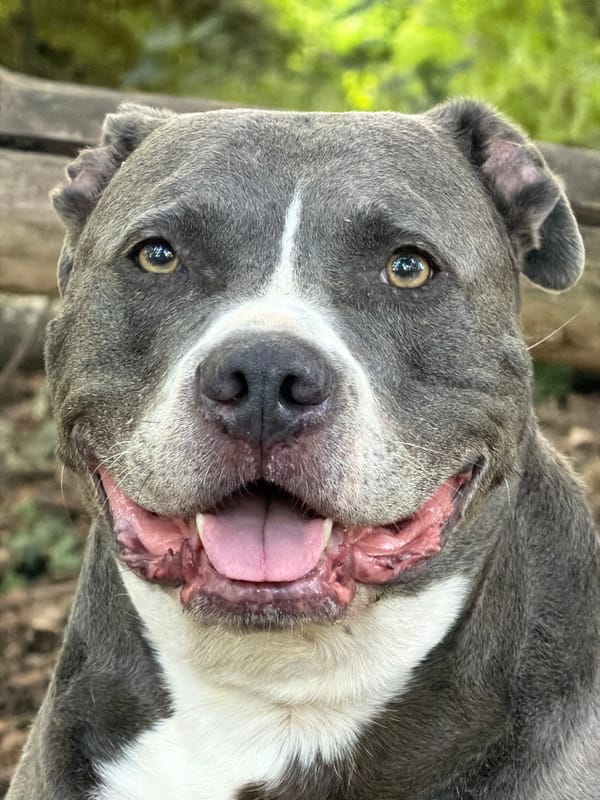 Afternoon walk with a grey pit bull through Schifflange woods