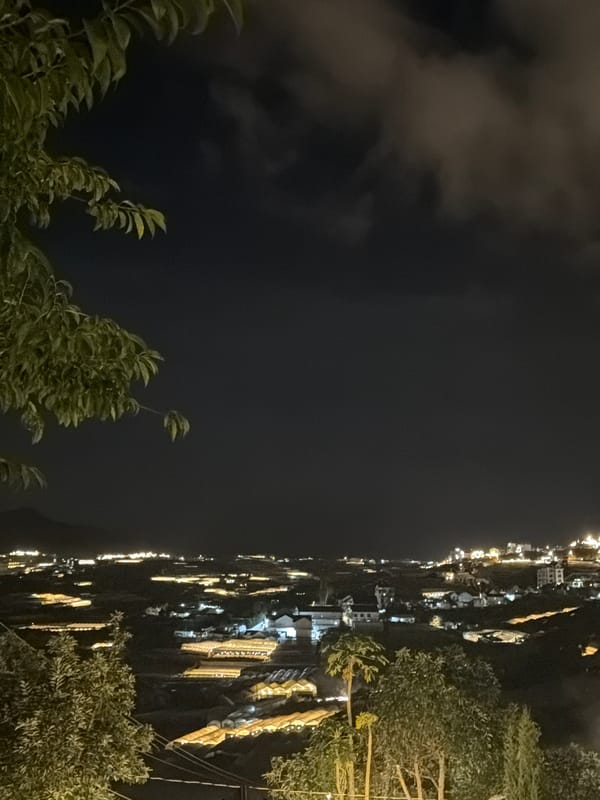 Night garden in Đà Lạt glowing with string lights and blooms