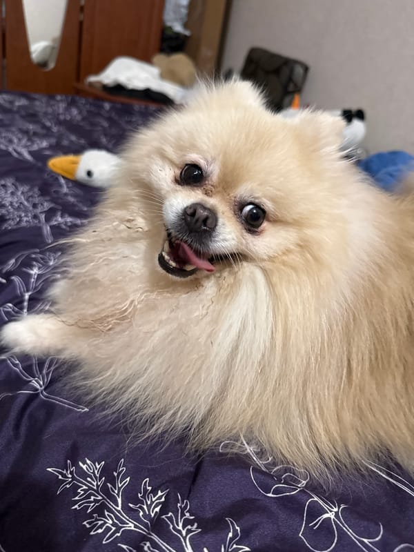 Fluffy Pomeranian chilling at home, very photogenic