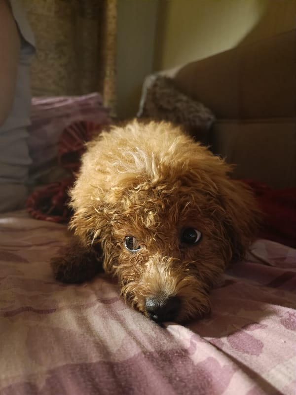 Curly-haired poodle chilling on a patterned bed
