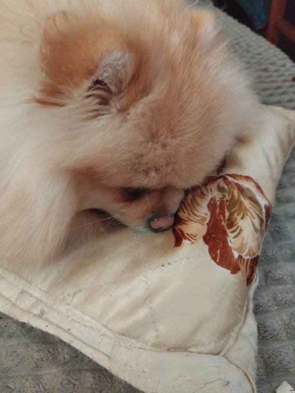 Pomeranian enjoys lengthy couch nap in Bulgarian home