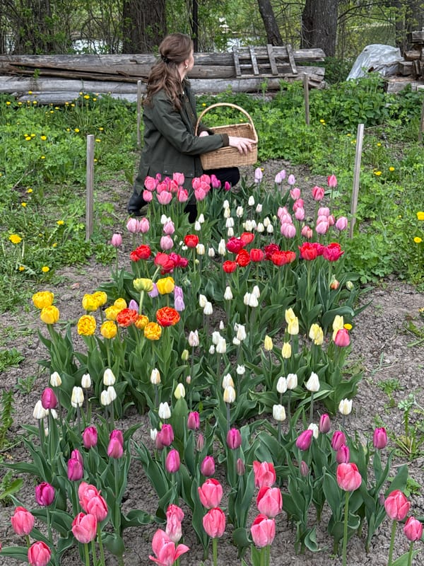 Woman harvests colorful tulips in Russian field, arranges indoors
