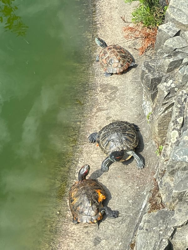 Koi pond, turtles, and a Japanese garden in Sochi