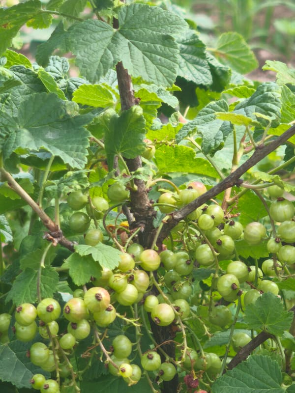 Garden tour documented in Kady, Russia shows summer plantings