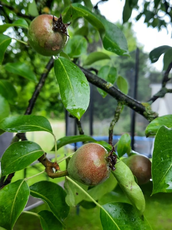 Rosenheim resident documents garden, household items in morning walk