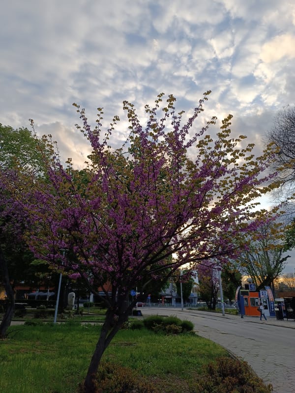 Spring blooming tree documented in urban park setting