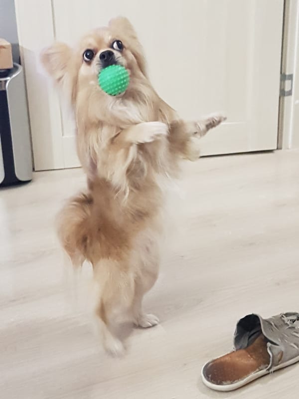 Dog plays with ball indoors in Saint Petersburg