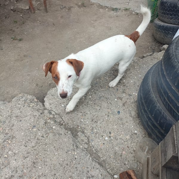 Dog and cats sharing a patio in Simferopol on a July morning