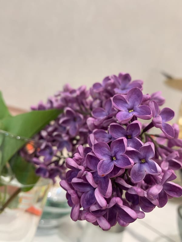 Spring flowers and seasoned shrimp captured in Krasnodar