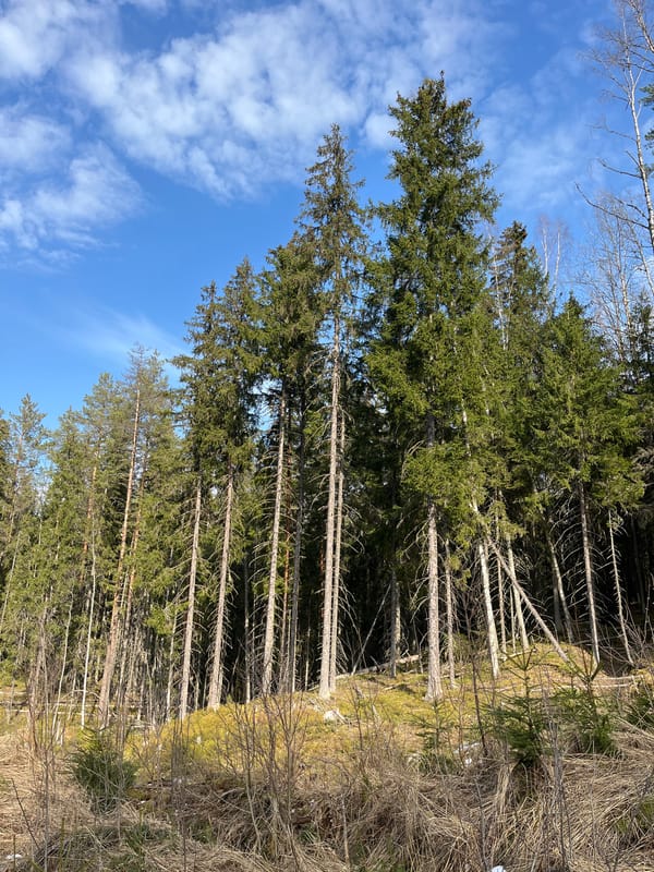 Rural forest landscape documented in Vaskelovo, Russia