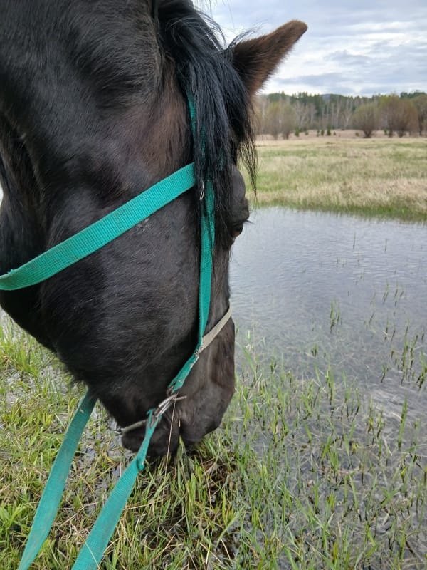 Horses and animals observed in rural field setting