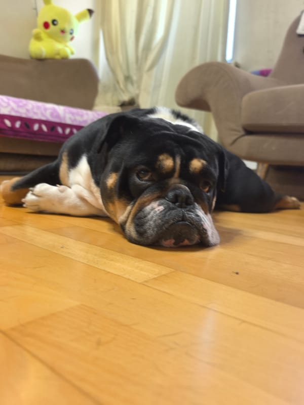 Morning coffee and a resting bulldog in a Nizhny Novgorod home