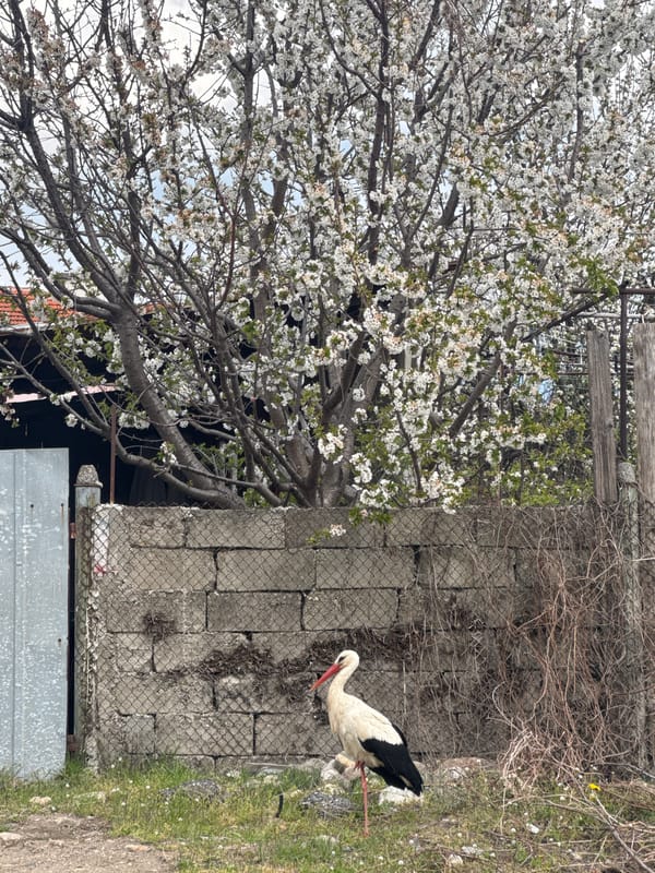 White stork spotted in Bulgarian village near concrete structures