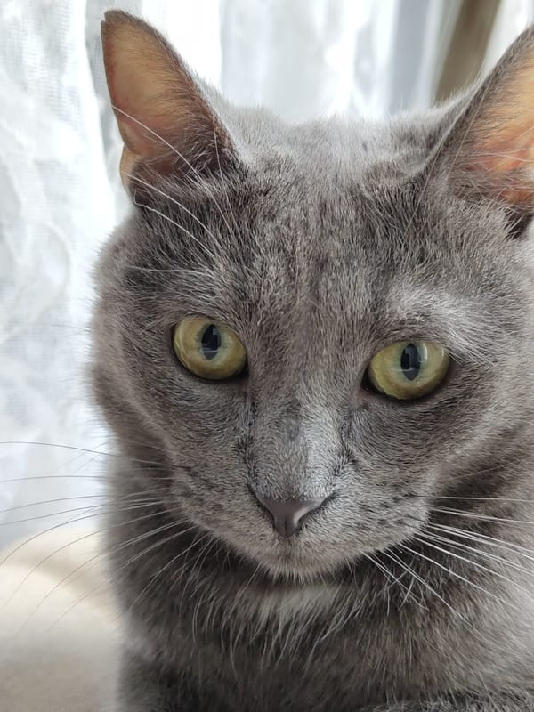 Grey cat photographed in close-up portraits over three minutes