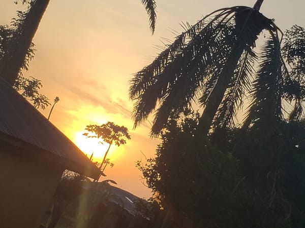 Palm tree silhouetted against orange sunset with building below