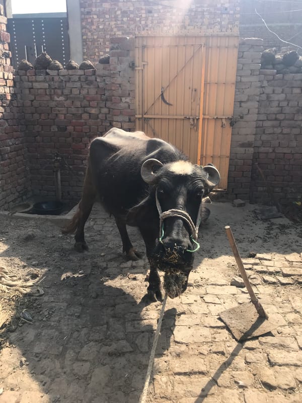 Water buffalo spotted in rural enclosure