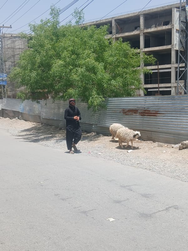 Person with sheep observed on Quetta street