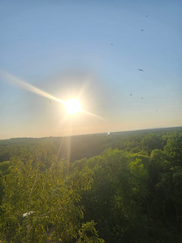 Birds over taiga forest, houseplants, and a pickle jar in rural Russia