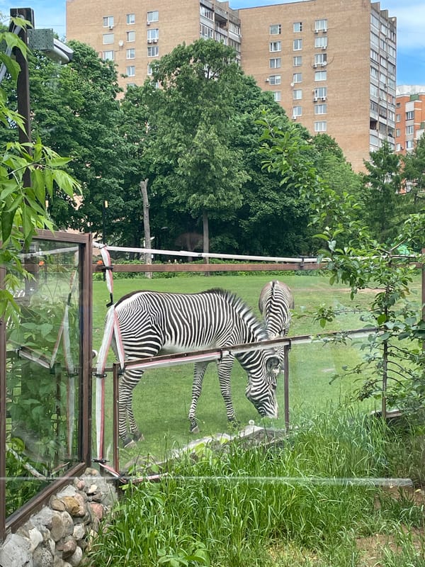 Morning zoo visit captures animals at Moscow Zoo