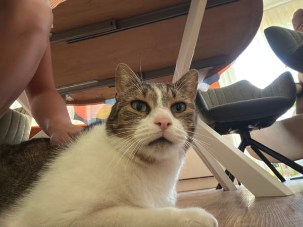 Cats lounging and getting pets on a quiet morning at home