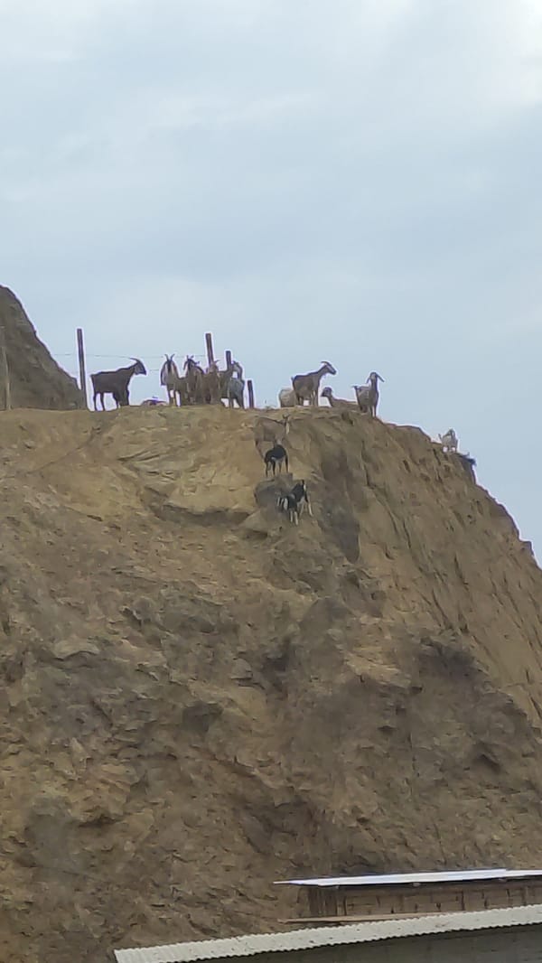 Goats on cliff structures, beach scenes documented in Bocapán