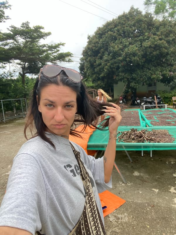 Relaxed morning at a Vietnamese coffee farm, June 2026