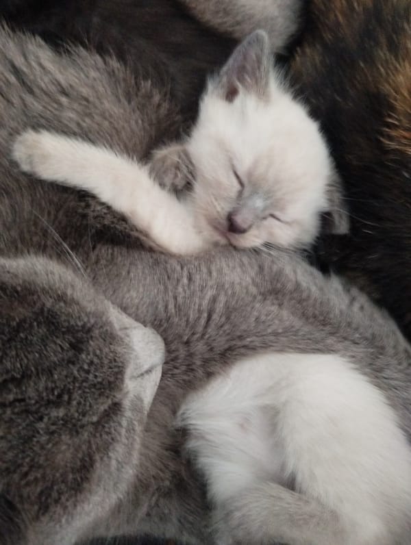 Sleeping kittens and orchid captured in Russian home