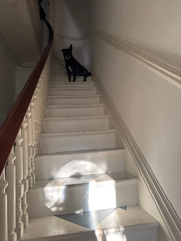 Black dog observed on stairs in NYC residence