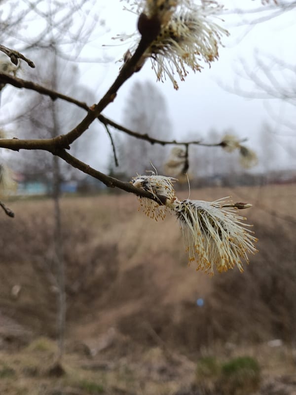 Morning garden walk documented in rural Russian village