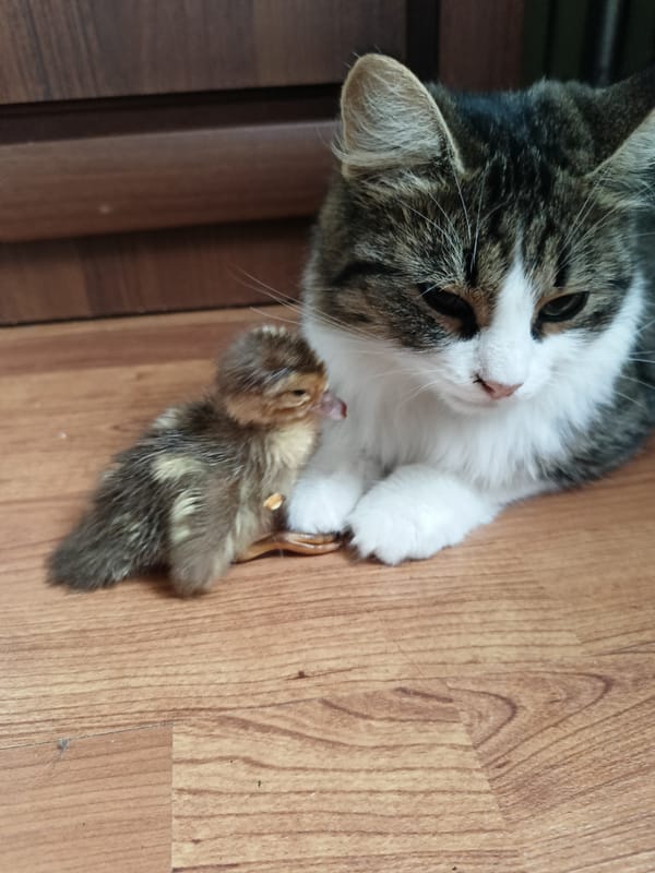 Cat, duckling, chipmunk, and wildflowers in a Russian backyard
