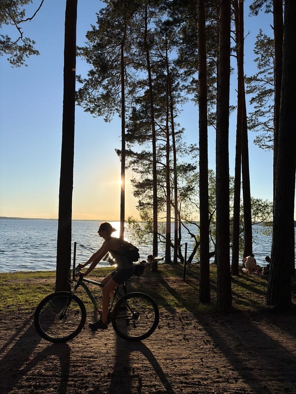 Summer evening at a pine-lined lake park near Minsk