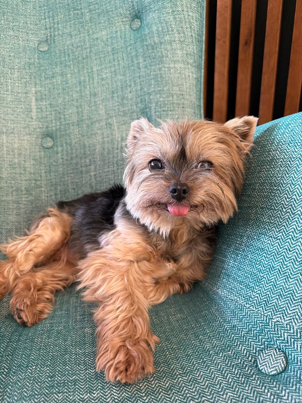 Yorkshire Terrier relaxing around a Dénia home