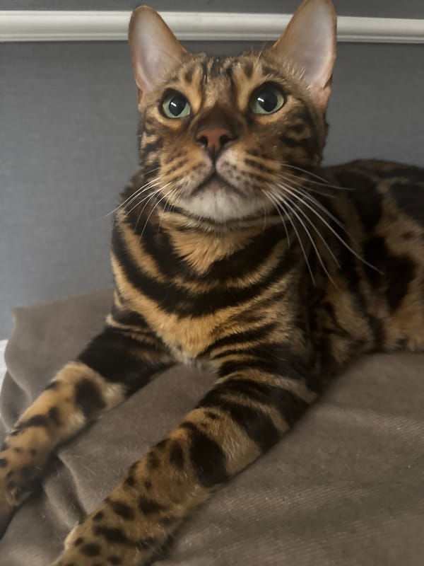Bengal cat photographed at rest in Ulyanovsk