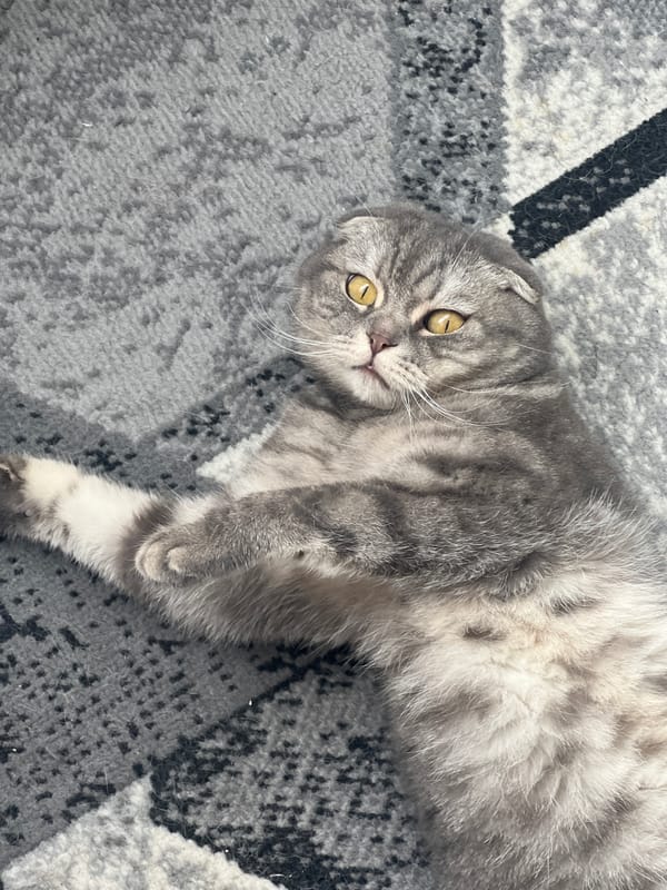 Gray cat spotted in two indoor locations in Votkinsk