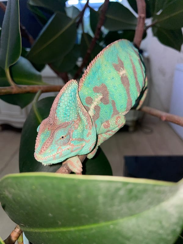 Chameleon on a branch and a foamy drink in Sochi