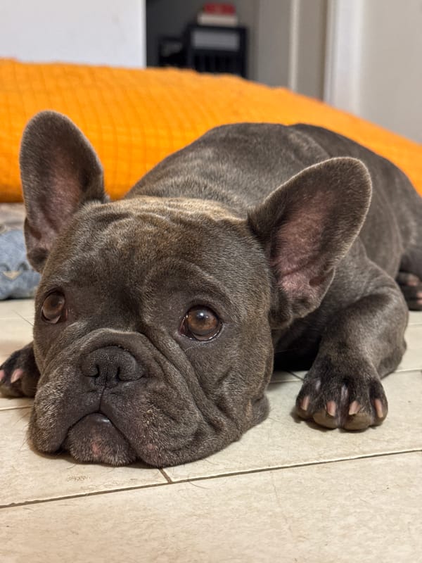 Multiple French Bulldogs lounging at home in San Benedetto del Tronto
