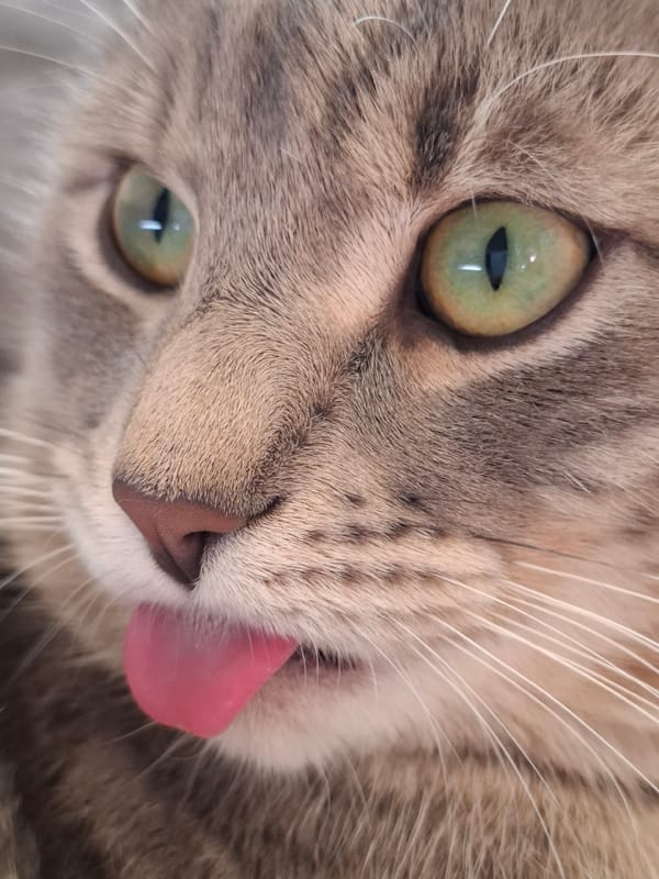 Tabby cat photo session documented in Novi Sad apartments