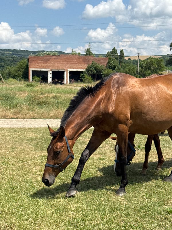 Horses and foals grazing in rural Zassovskaya on a summer morning