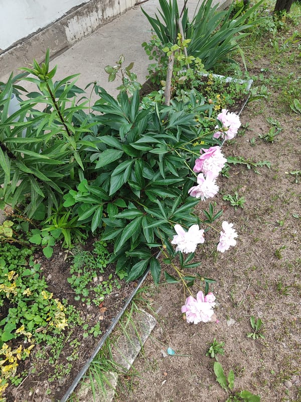 Quiet Monday Morning: Gardens Bloom, Pets Rest in Neighborhood
