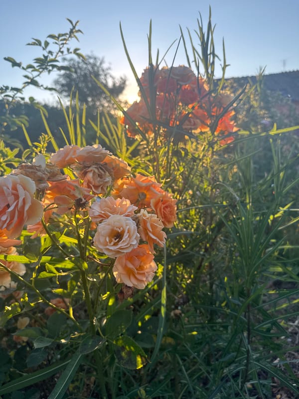 Summer evening in a Russian village garden, roses and dusk light