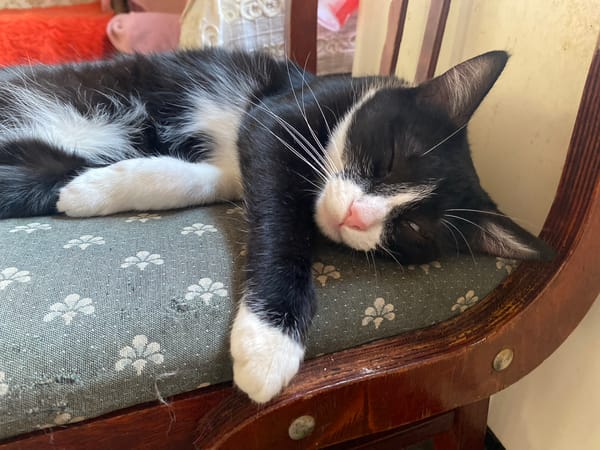Cats lounging and cuddling at home in Tbilisi