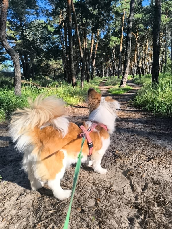 Morning walk through Horishni Plavni forests and neighborhoods