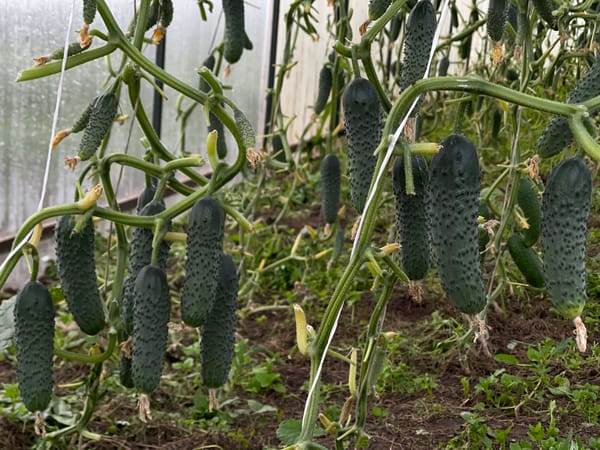 Garden close-ups: crops, pests, and flowering plants after rain