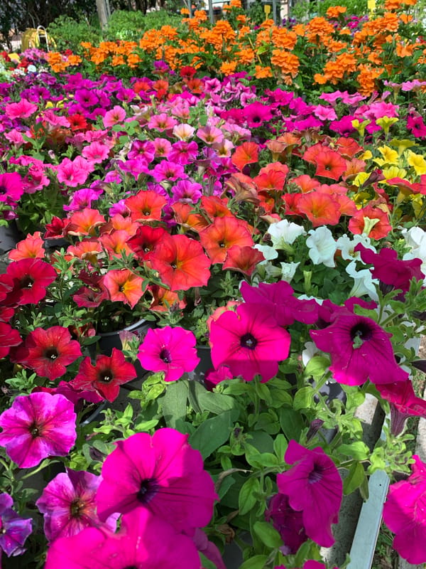 Browsing a Barcelona plant nursery, flowers and foliage up close