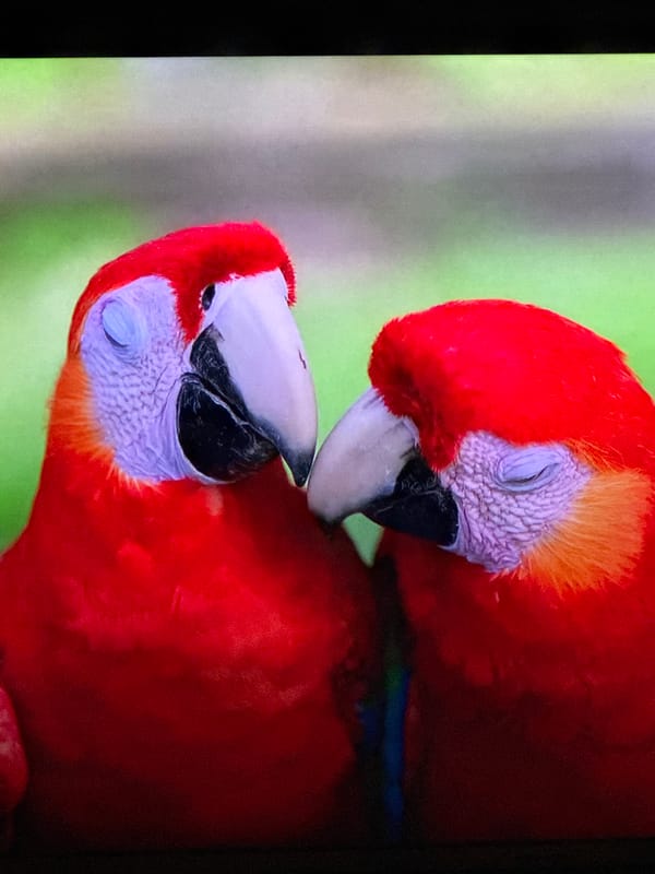 Railway, macaws, and sunset hikers captured in Tvarditsa, Bulgaria