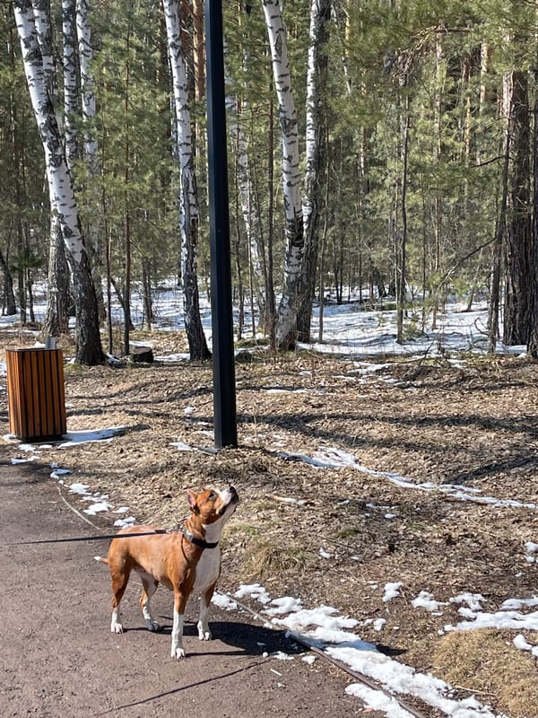 Boxer dog walks snowy forest path in Krasnoyarsk