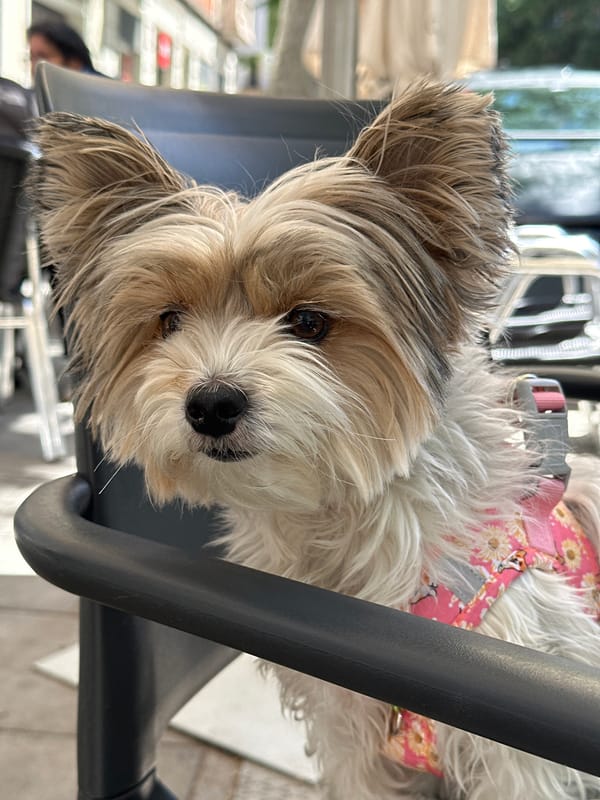 Small dog in floral harness rests on chair in Barcelona